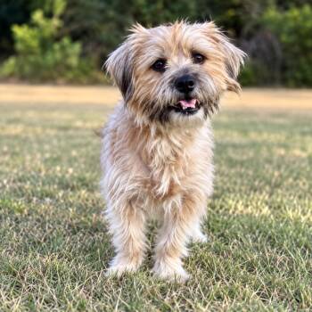 MAREN -  Terrier Dog for Adoption in Vaughan, Ontario - MAREN | PetCurious