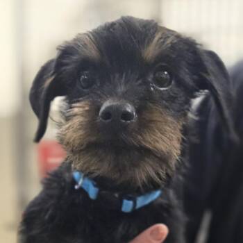 light blue collar -  Mixed Breed Dog Available for Adoption in Sonoma, California - Light Blue Collar | PetCurious