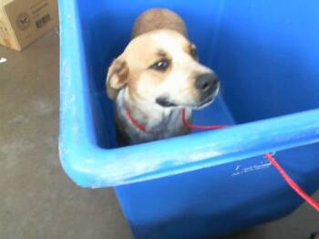 Rescue Mixed Breed Dogs for Adoption in Dallas, Texas - MAYA | PetCurious