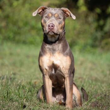 Rescue Pit Bull Terrier and Mixed Breed Dogs for Adoption in Henderson, Kentucky - Lilla | PetCurious