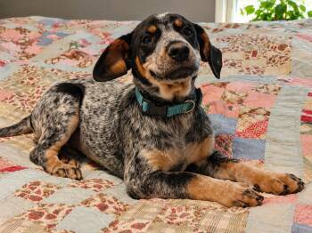 Susan -  Beagle and Australian Cattle Dog Blue Heeler Dog for Adoption in Medfield, Massachusetts - Susan | PetCurious