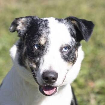 Scout -  Border Collie Dog for Adoption in Bedford, Indiana - Scout | PetCurious