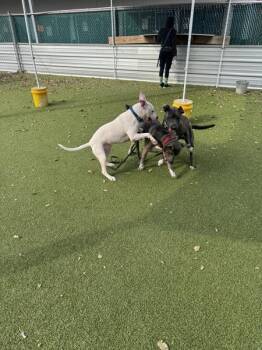 American Staffordshire Terrier Dogs Available for Adoption - Sandler | PetCurious