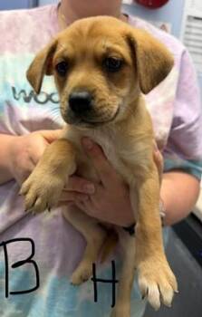 Boxer and Mixed Breed Dogs Available for Adoption in Morristown, New Jersey - Sriracha | PetCurious