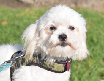 Taos -  Maltese Dog for Adoption in Mission Viejo, California - Taos | PetCurious