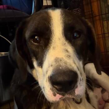Mary Puppins -  Hound Dog for Adoption in Greenfield, Indiana - Mary Puppins | PetCurious