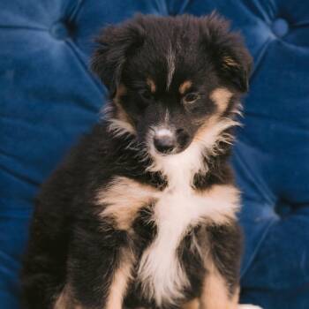 Scarecrow -  Australian Shepherd Dog for Adoption in Zionsville, Indiana - Scarecrow | PetCurious