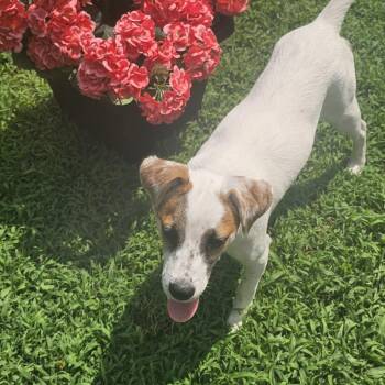 Cricket -  Jack Russell Terrier and Mixed Breed Dog for Adoption - Cricket | PetCurious