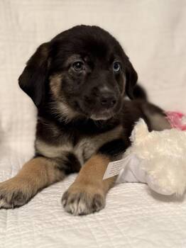 Australian Shepherd and Shepherd Dogs Available for Adoption - Camille | PetCurious