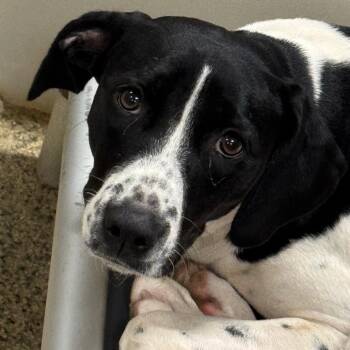 Lucy -  Hound and Mixed Breed Dog for Adoption in Marble, North Carolina - Lucy | PetCurious