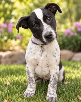Oreo -  Australian Cattle Dog Blue Heeler Dog for Adoption in Wilton, California - Oreo | PetCurious