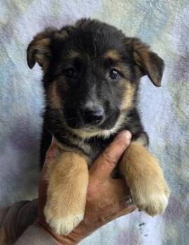 Alaskan Malamute and German Shepherd Dog Dogs Available for Adoption in Malvern, Pennsylvania - Nash | PetCurious
