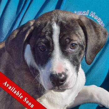 Boxer and Plott Hound Dogs Available for Adoption - Dolly | PetCurious
