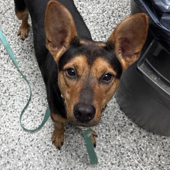 Yoda -  Shepherd and Mixed Breed Dog for Adoption in Lakeland, Florida - Yoda | PetCurious