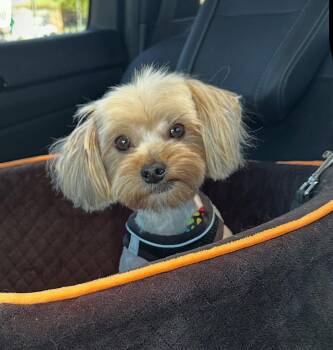 Rescue Yorkshire Terrier Dogs for Adoption in Las Vegas, Nevada - Desi | PetCurious