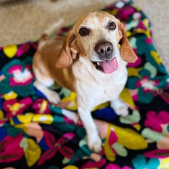 Beagle and Mixed Breed Dogs Available for Adoption in Brownsboro, Alabama - Buck | PetCurious
