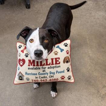 MILLIE -  American Staffordshire Terrier and Pointer Dog Available for Adoption in Cadiz, Ohio - MILLIE | PetCurious