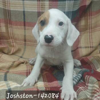 Joshston -  Hound Dog for Adoption in New Tazewell, Tennessee - Joshston | PetCurious