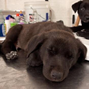 Oliver -  Black Labrador Retriever Dog for Adoption in Edinburg, Texas - Oliver | PetCurious