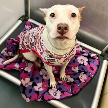 Rescue American Staffordshire Terrier Dogs for Adoption in Pittsburgh, Pennsylvania - Rila | PetCurious
