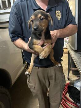 Hound and Mixed Breed Dogs Available for Adoption - Harvey | PetCurious