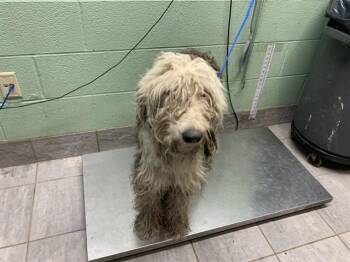 Old English Sheepdog and Mixed Breed Dogs Available for Adoption in Grand Prairie, Texas - MAXINE | PetCurious