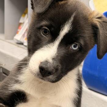 Domino -  Husky Dog for Adoption in Orland Hills, Illinois - Domino | PetCurious