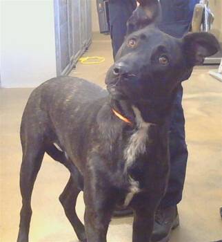 Rescue German Shepherd Dog and Mixed Breed Dogs for Adoption in Sacramento, California - TONY | PetCurious