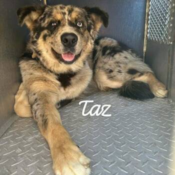 Australian Shepherd and Mixed Breed Dogs Available for Adoption - Taz | PetCurious