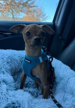 Chihuahua and Miniature Pinscher Dogs Available for Adoption - Bowen | PetCurious