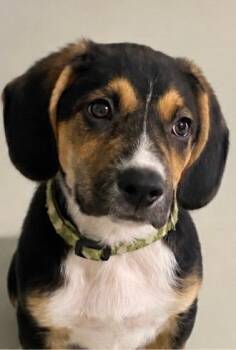 Scout -  Beagle and Black Labrador Retriever Dog for Adoption in Hartford, Kentucky - Scout | PetCurious