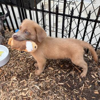 Caramel -  Labrador Retriever and Chihuahua Dog for Adoption in Ogontz Campus, Pennsylvania - Caramel | PetCurious