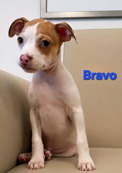 Tiffany Pup -Bravo -  Jack Russell Terrier and Chihuahua Dog Available for Adoption in Pompano Beach, Florida - Tiffany Pup -Bravo | PetCurious