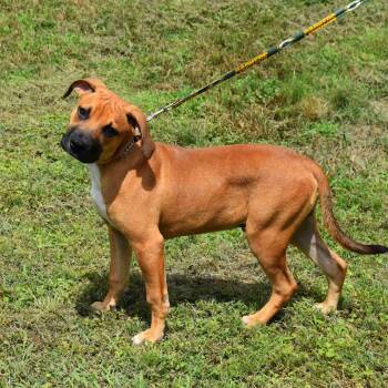 Mixed Breed Dogs Available for Adoption in Searcy, Arkansas - Rusty | PetCurious