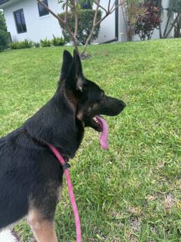 Kiiba 3167 -  German Shepherd Dog Dog for Adoption in Pompano Beach, Florida - Kiiba 3167 | PetCurious