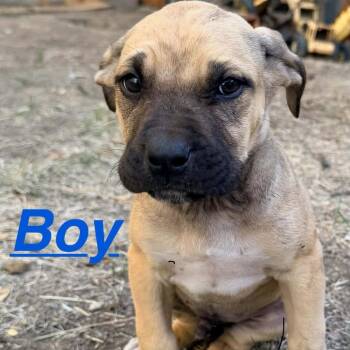 Hammy -  Mixed Breed Dog for Adoption in Tacoma, Washington - Hammy | PetCurious