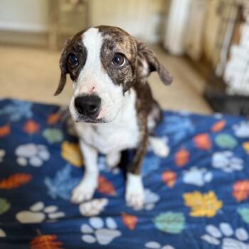 Uga -  Terrier and Mixed Breed Dog for Adoption in Brownsboro, Alabama - Uga | PetCurious