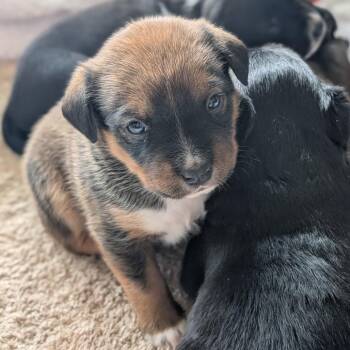 Mixed Breed Dogs Available for Adoption in Biltmore Forest, North Carolina - Squirrel | PetCurious