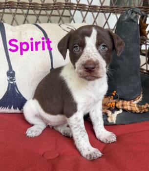 Spirit -  American Staffordshire Terrier Dog for Adoption in Blairstown, New Jersey - Spirit | PetCurious