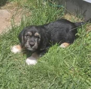Penguy -  Terrier and Shepherd Dog Available for Adoption in Colorado Springs, Colorado - Penguy | PetCurious
