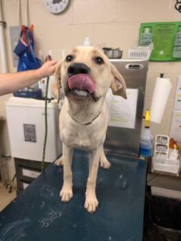 Duke -  Yellow Labrador Retriever Dog for Adoption in Mobile, Alabama - Duke | PetCurious