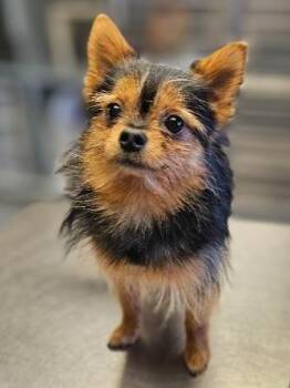 Yorkshire Terrier and Pomeranian Dogs Available for Adoption - Miso | PetCurious