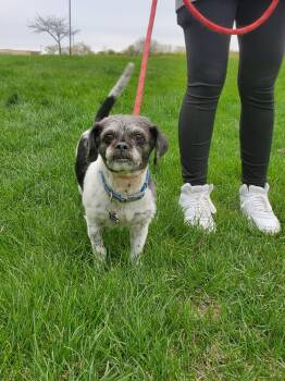 Shih Tzu Dogs Available for Adoption in Zimmerman, Minnesota - Shaggy | PetCurious