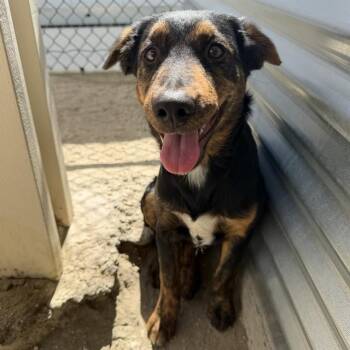 MINDY -  Border Collie and Terrier Dog for Adoption in Riverside, California - MINDY | PetCurious