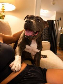 Ape -  Mixed Breed Dog for Adoption in Chamblee, Georgia - Ape | PetCurious