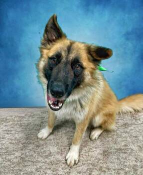 Luca -  Belgian Shepherd Tervuren and Mixed Breed Dog for Adoption in Seagoville, Texas - Luca | PetCurious