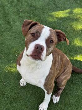 Mixed Breed Dogs Available for Adoption - ROSEY | PetCurious