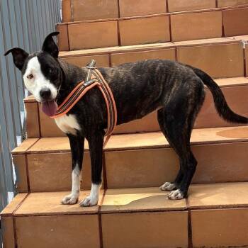 Bella Rose -  American Staffordshire Terrier and Galgo Spanish Greyhound Dog for Adoption in Humacao, Humacao - Bella Rose | PetCurious
