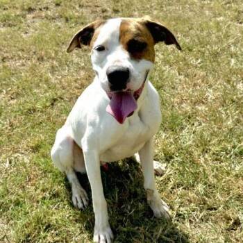 Rescue Plott Hound and Mixed Breed Dogs for Adoption in Conroe, Texas - KUCHOO | PetCurious