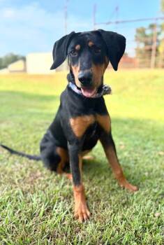 Velma -  Mixed Breed Dog for Adoption in Taycheedah, Wisconsin - Velma | PetCurious